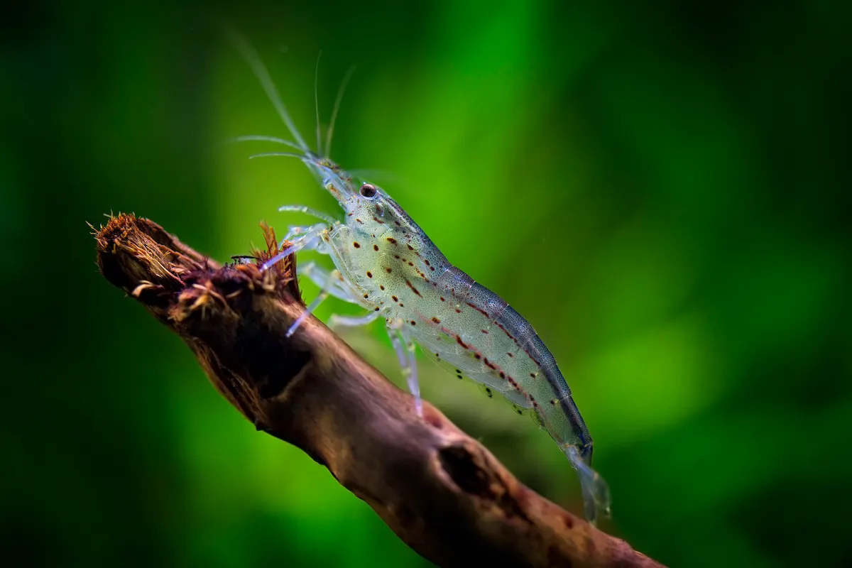 Amano Shrimp (Caridina multidentata)