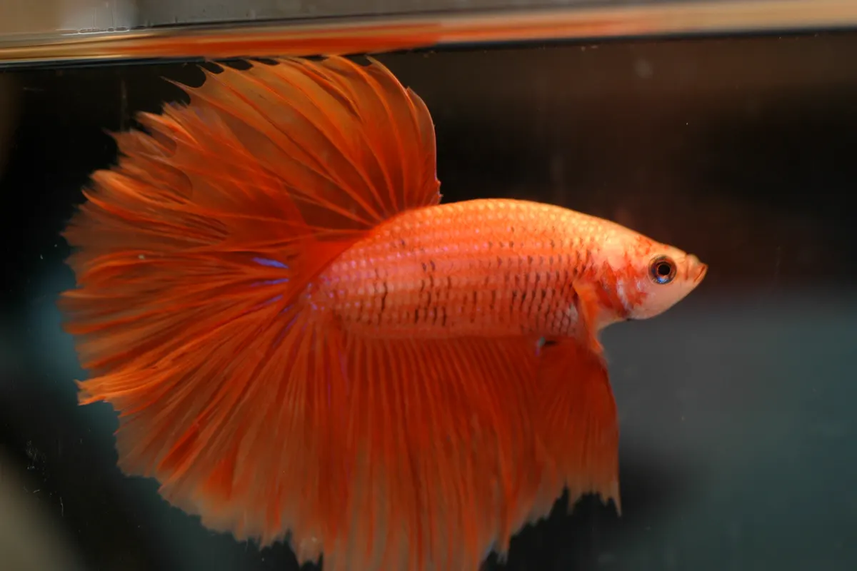 Betta (Betta splendens)