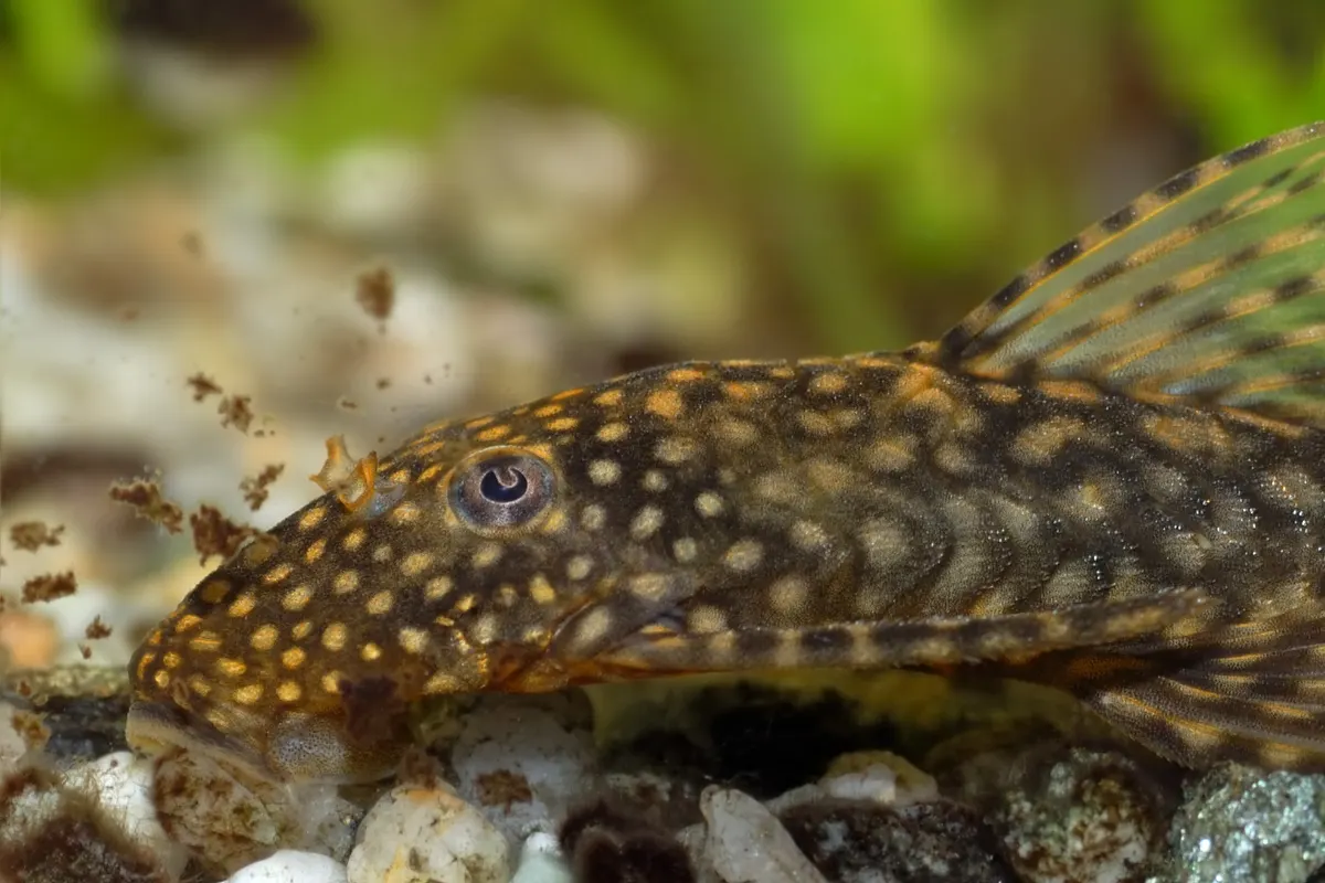 Bristlenose Pleco (Ancistrus spp.)