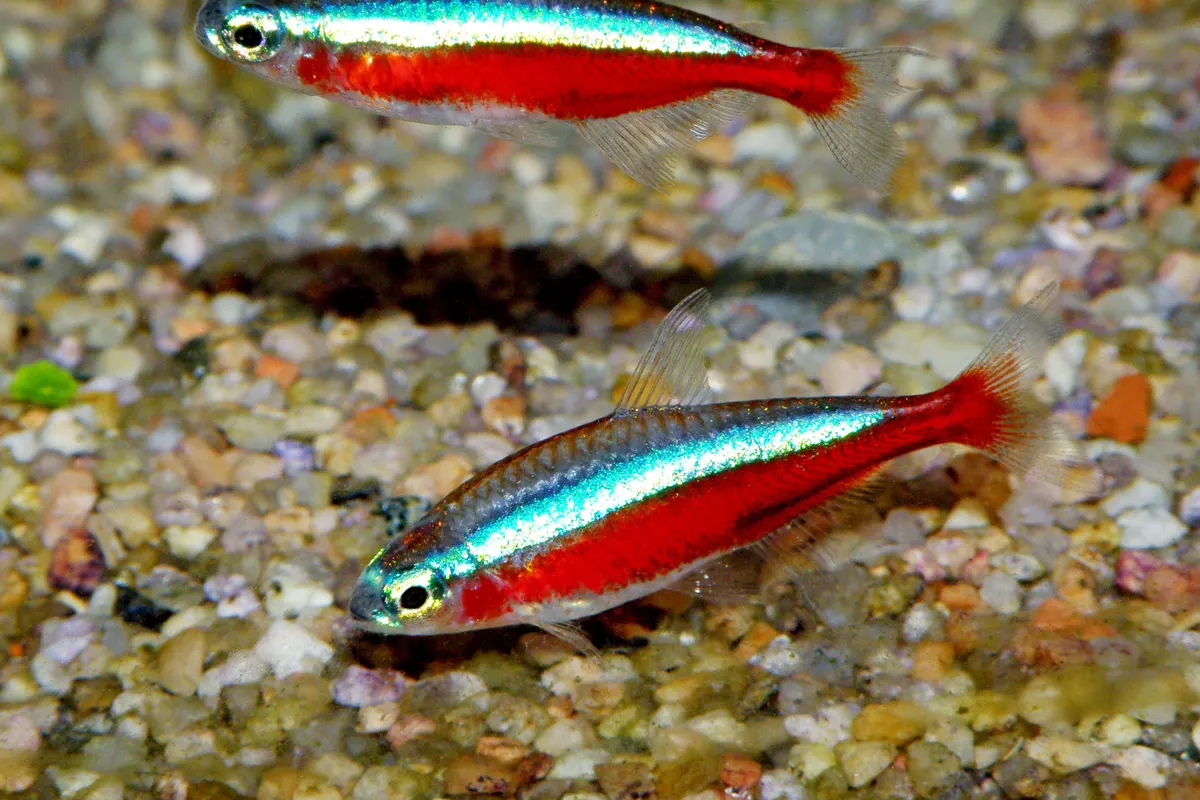 Cardinal Tetra (Paracheirodon axelrodi)