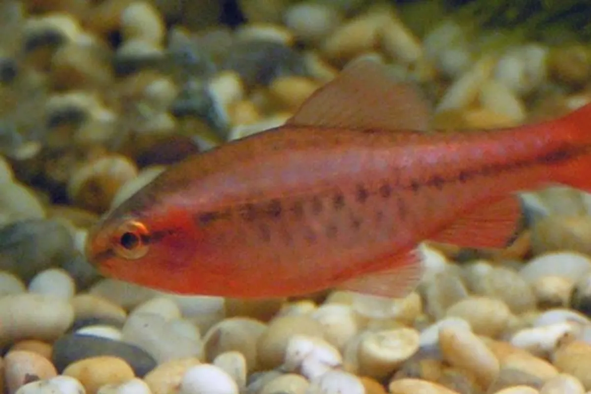 Cherry Barb (Puntius titteya)