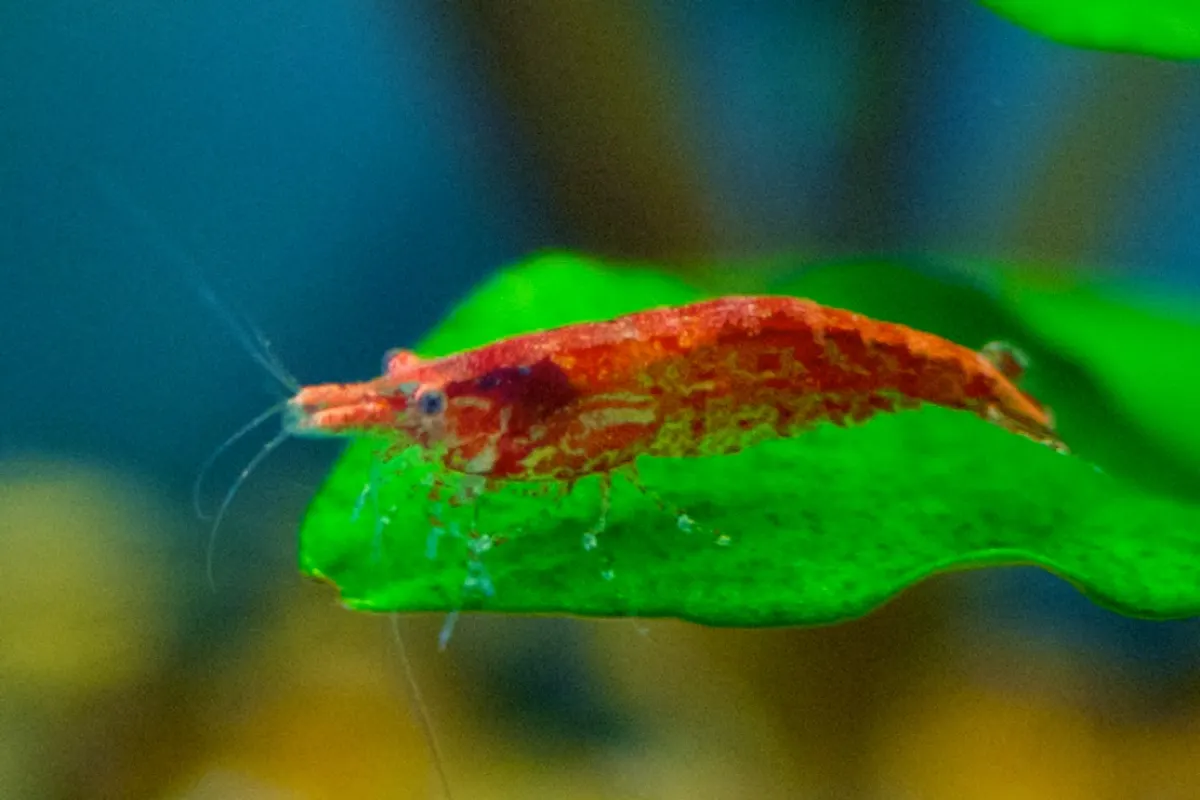 Cherry Shrimp (Neocaridina davidi)