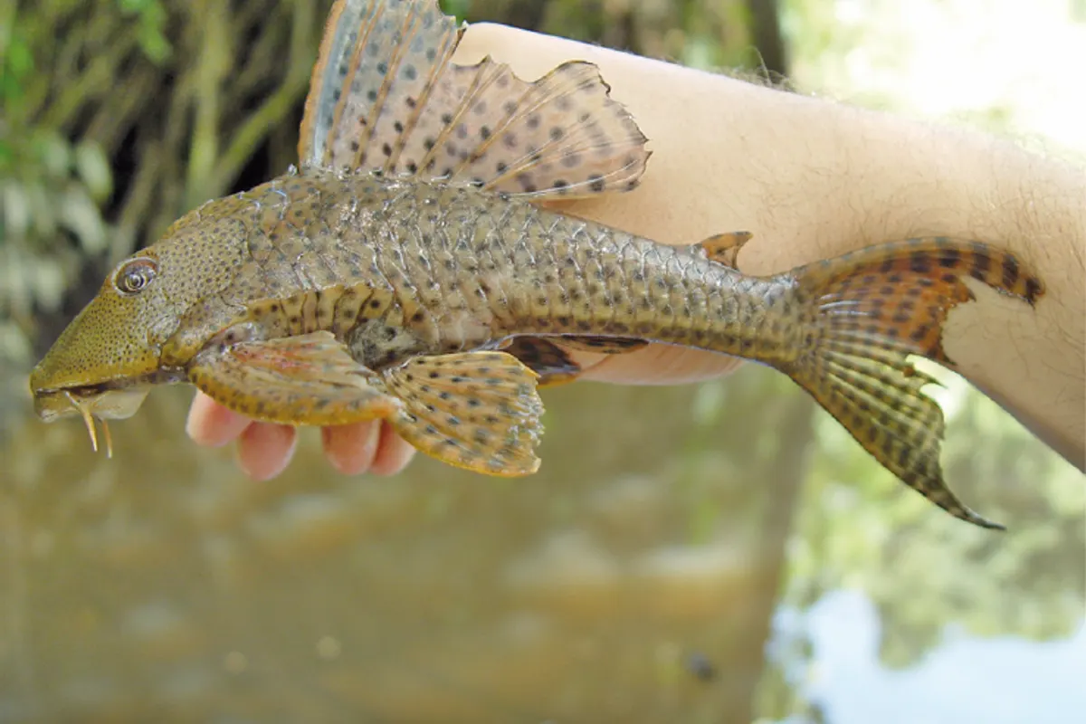 Common Pleco (Hypostomus plecostomus)