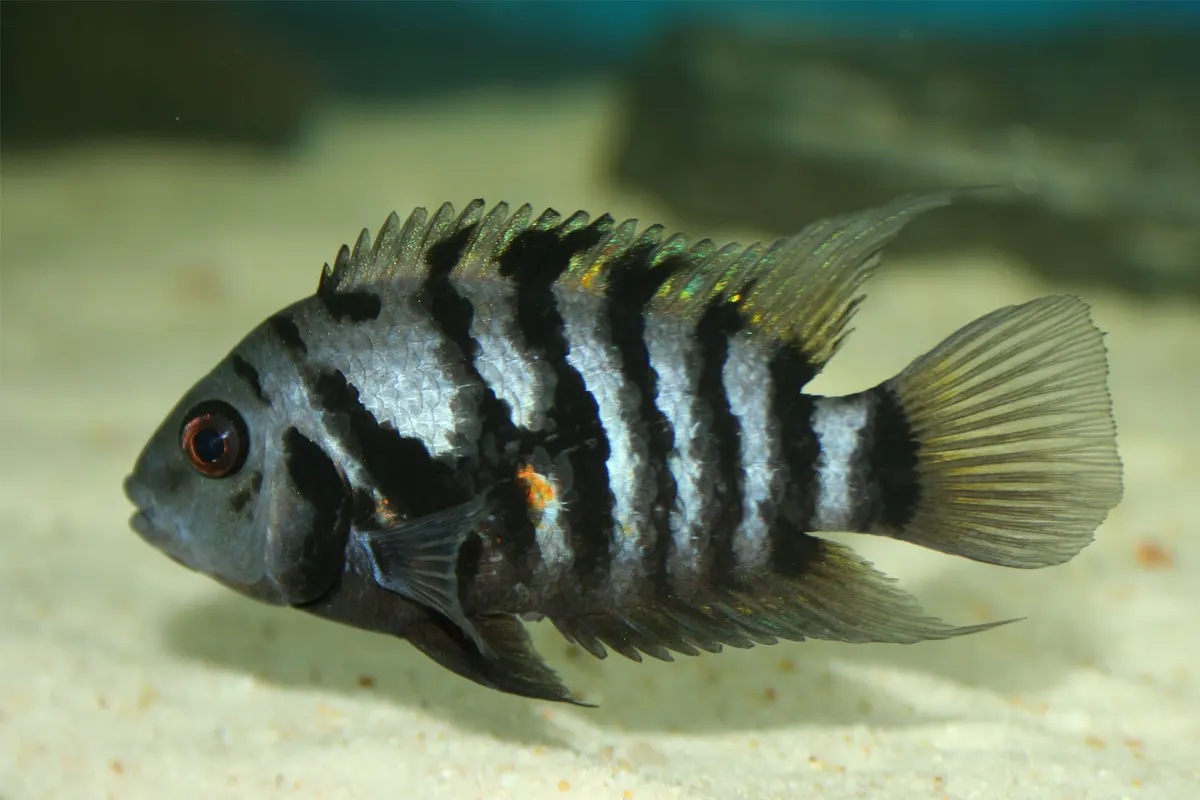 Convict Cichlid (Amatitlania nigrofasciata)