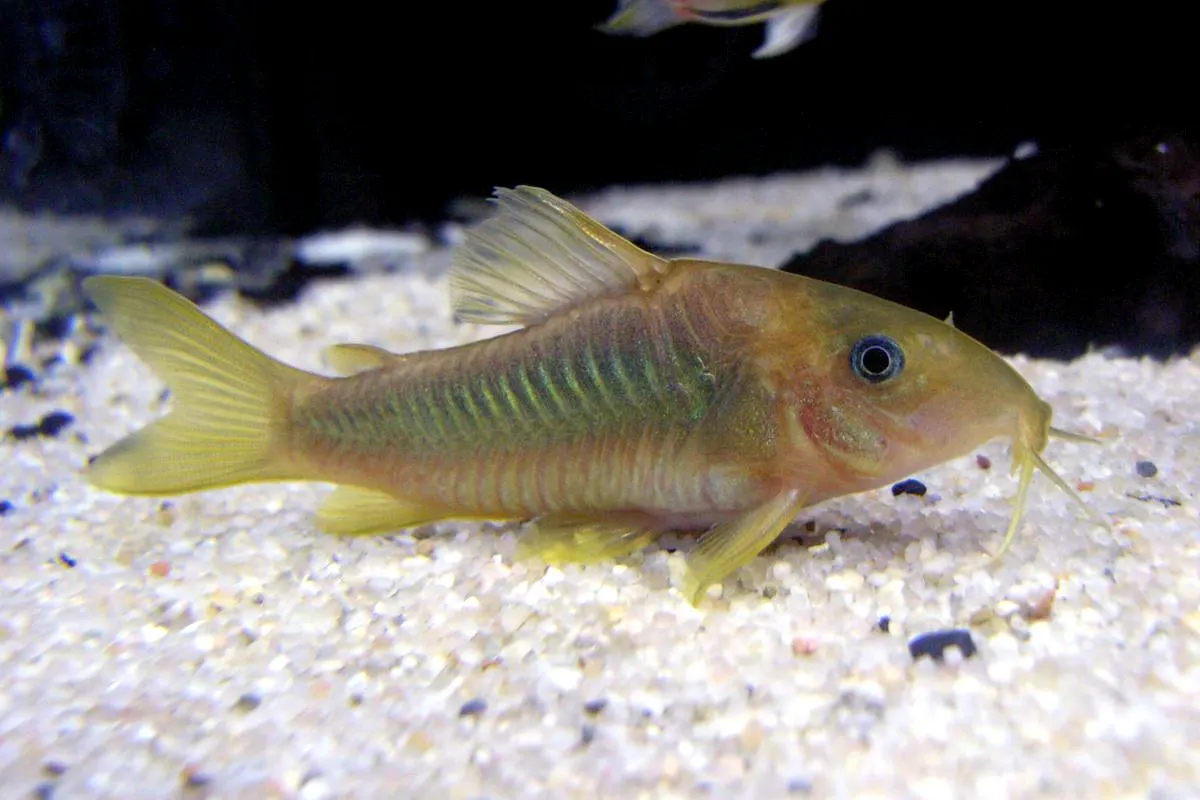 Corydoras Catfish (Corydoras spp.)