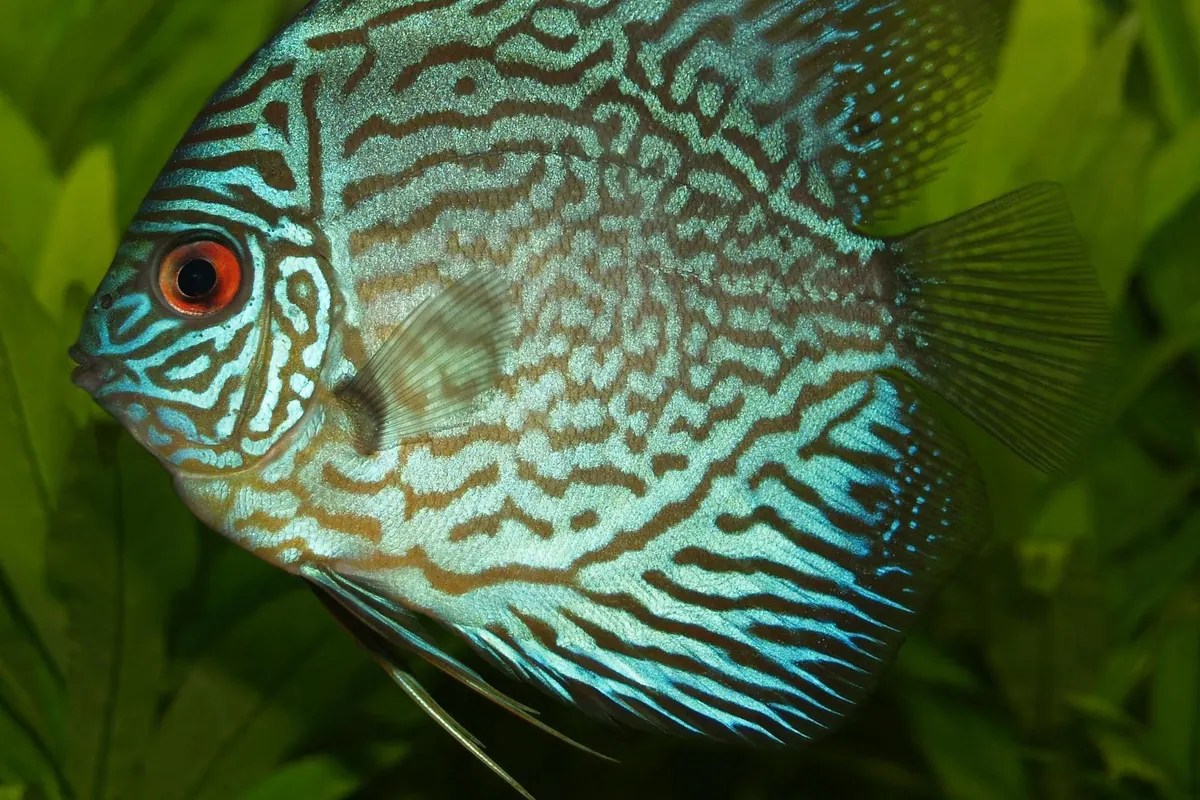 Discus (Symphysodon spp.)