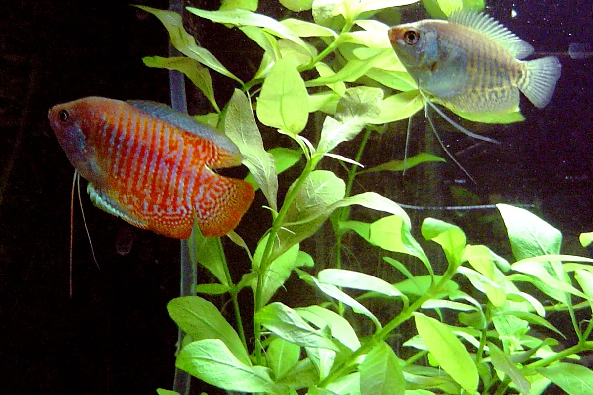 Dwarf Gourami (Trichogaster lalius)