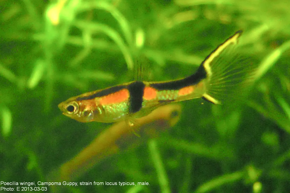Endler's Livebearer (Poecilia wingei)
