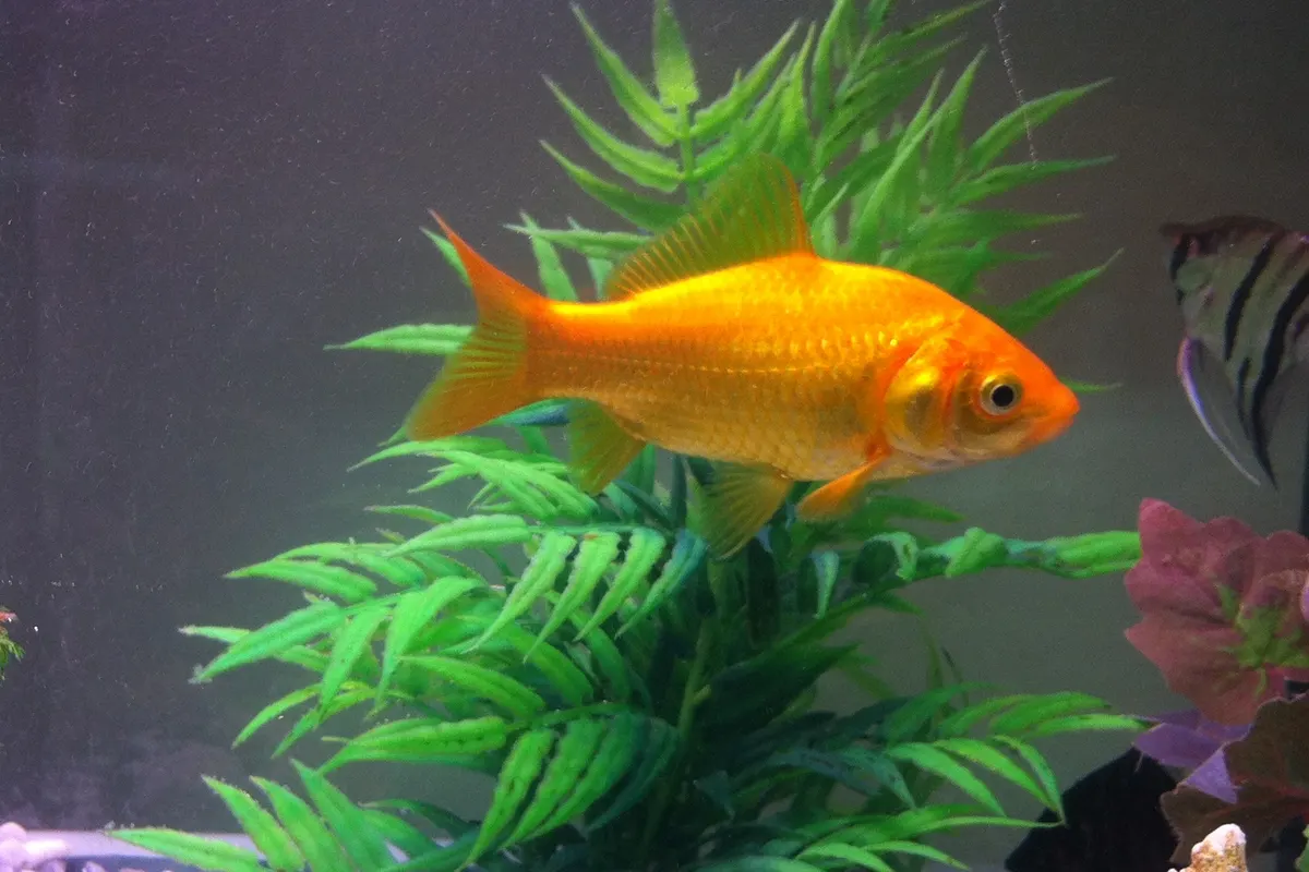 Fancy Goldfish (Carassius auratus)