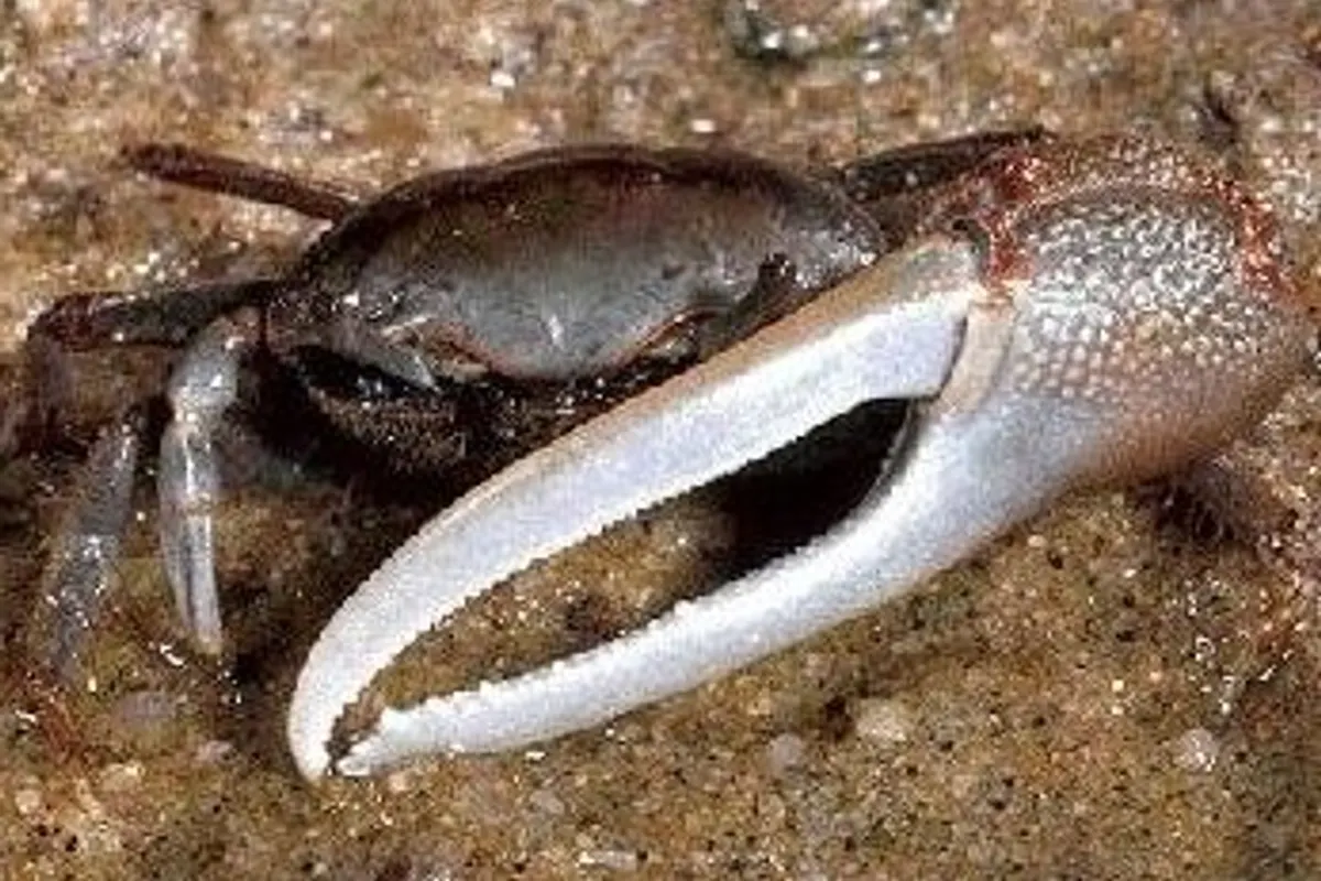 Fiddler Crab (Uca spp.)