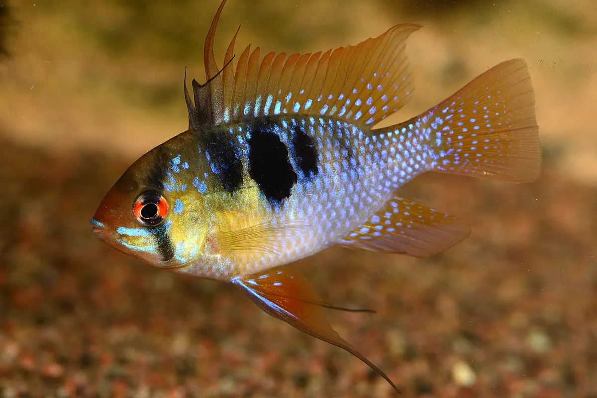 German Blue Ram (Mikrogeophagus ramirezi)