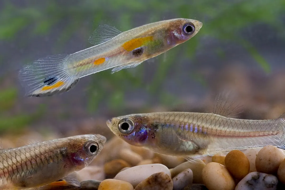 Guppy (Poecilia reticulata)