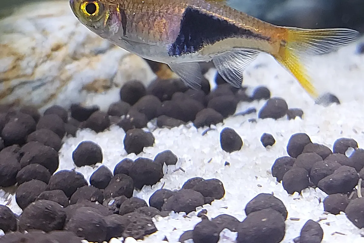 Harlequin Rasbora (Trigonostigma heteromorpha)