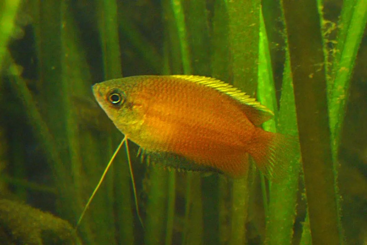 Honey Gourami (Trichogaster chuna)