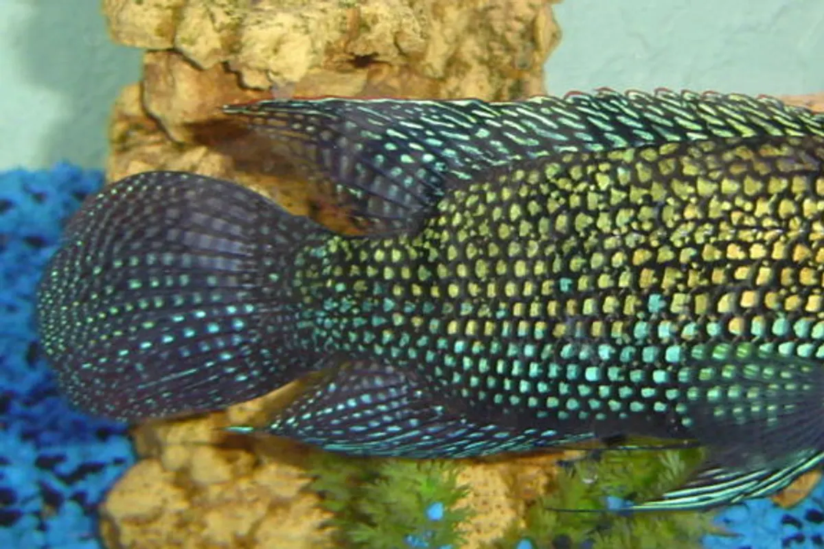 Jack Dempsey (Rocio octofasciata)