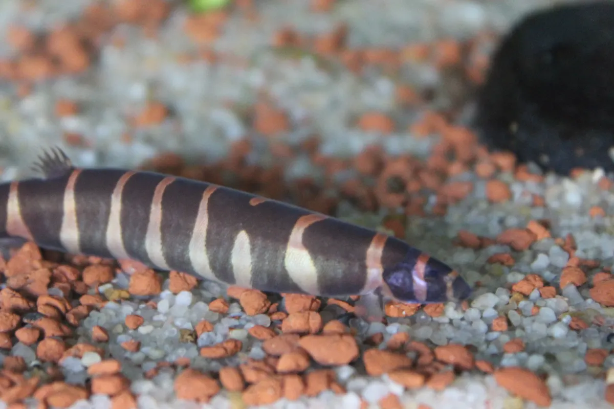 Kuhli Loach (Pangio kuhlii)