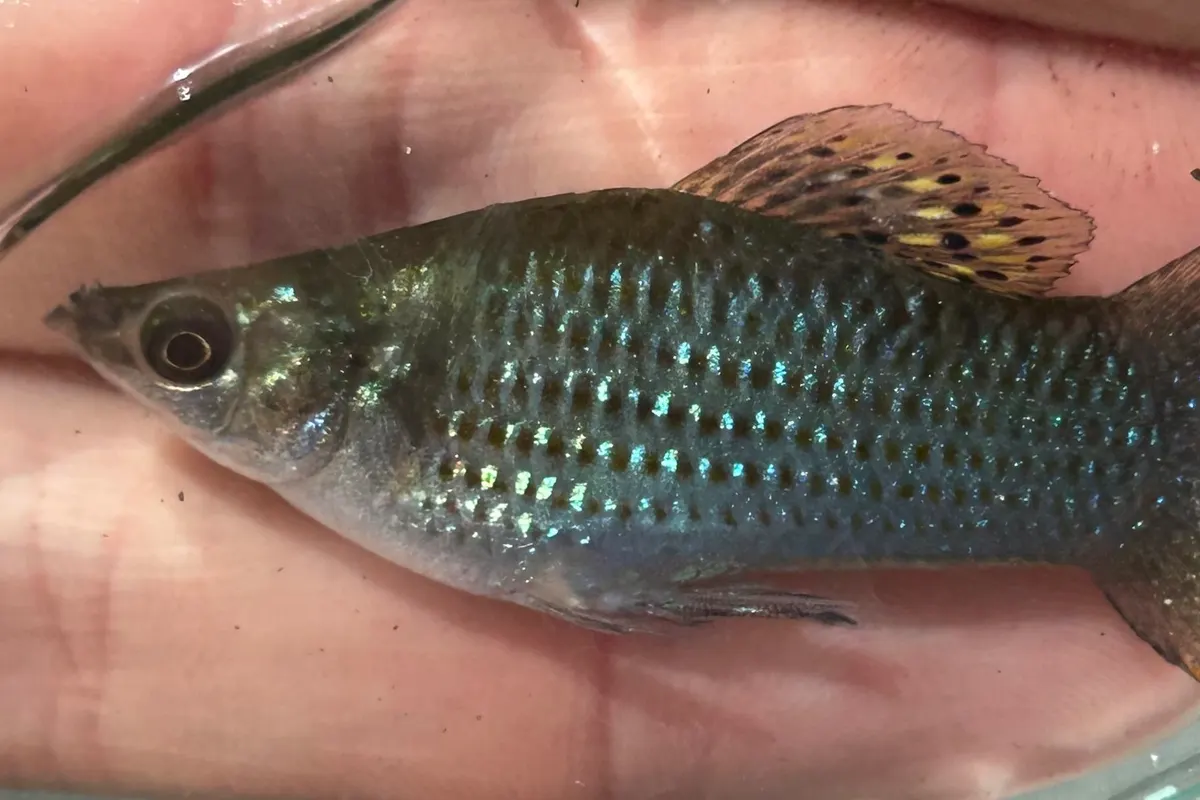 Molly (Poecilia sphenops)