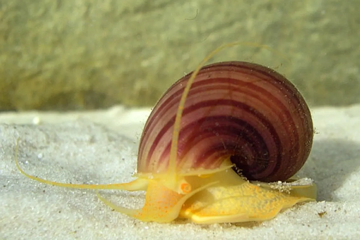 Mystery Snail (Pomacea bridgesii)