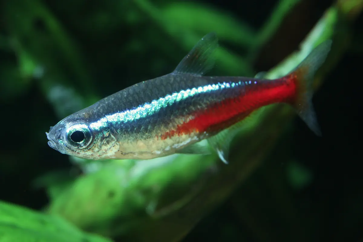 Neon Tetra (Paracheirodon innesi)