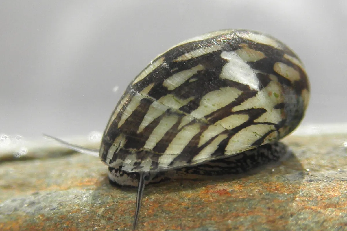 Nerite Snail (Neritina natalensis)
