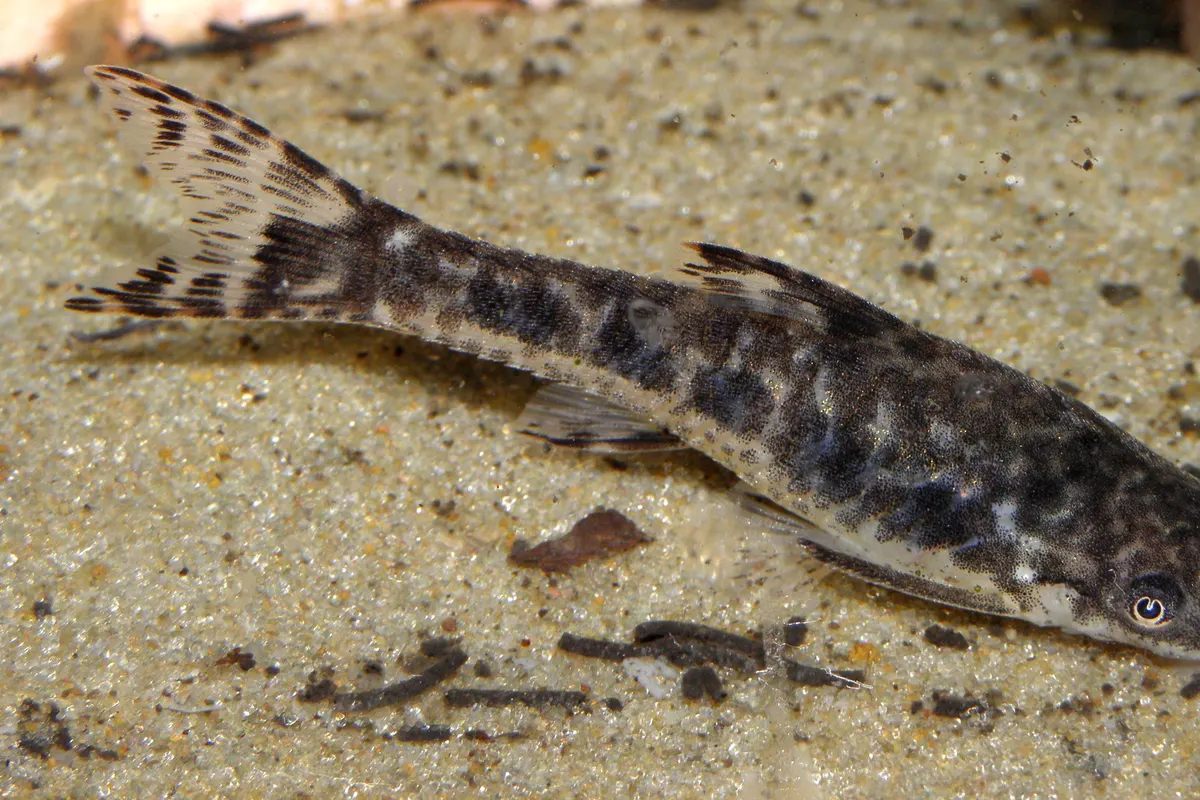 Otocinclus (Otocinclus spp.)