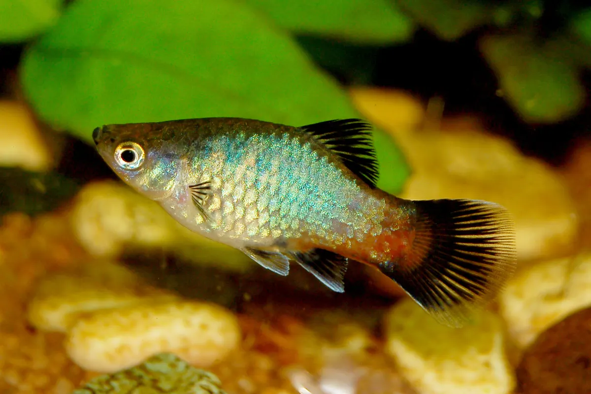 Platy (Xiphophorus maculatus)