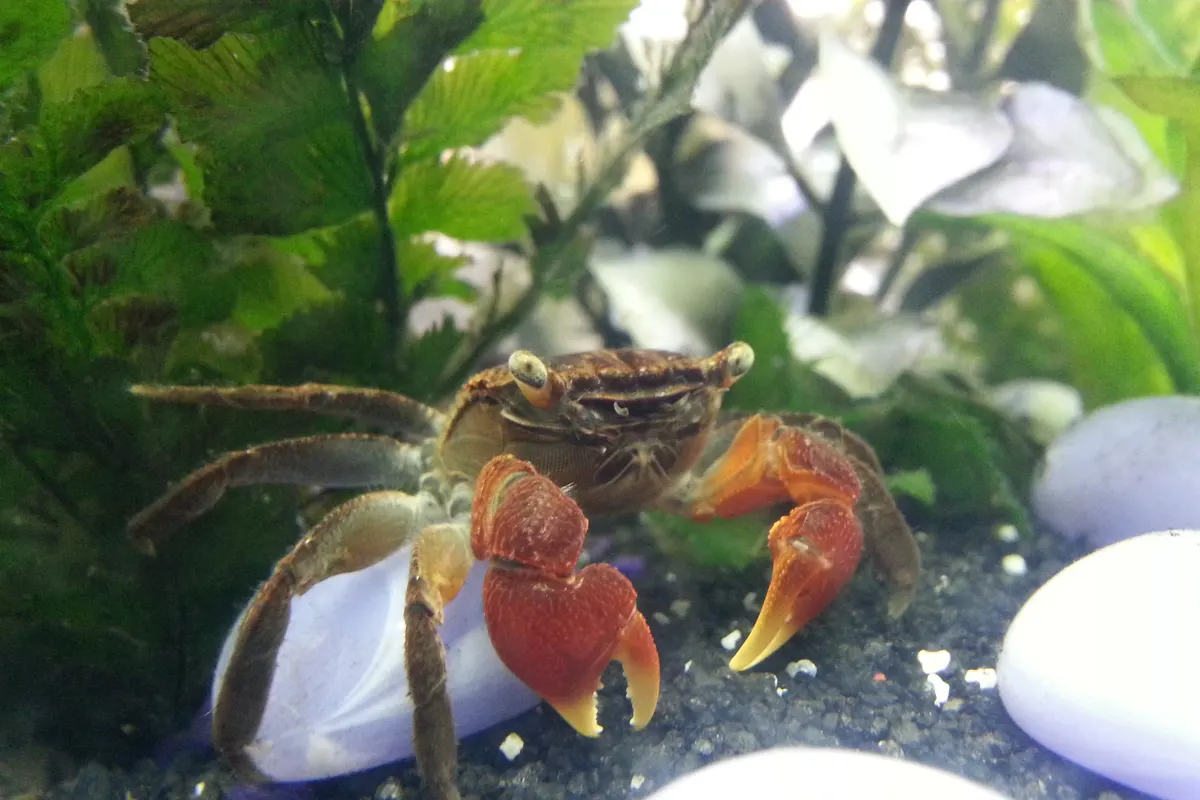 Red Claw Crab (Perisesarma bidens)