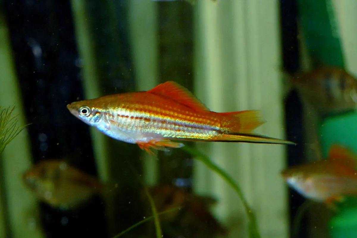 Swordtail (Xiphophorus hellerii)
