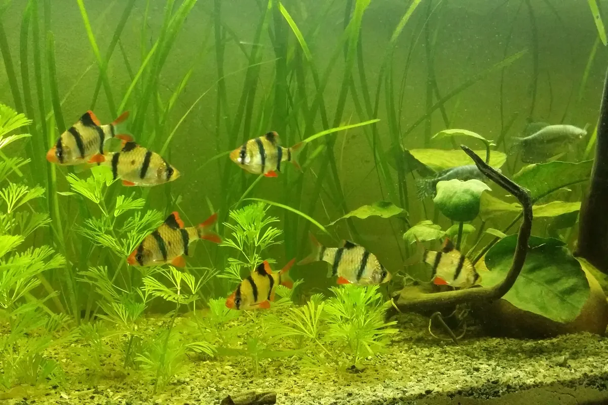 Tiger Barb (Puntigrus tetrazona)