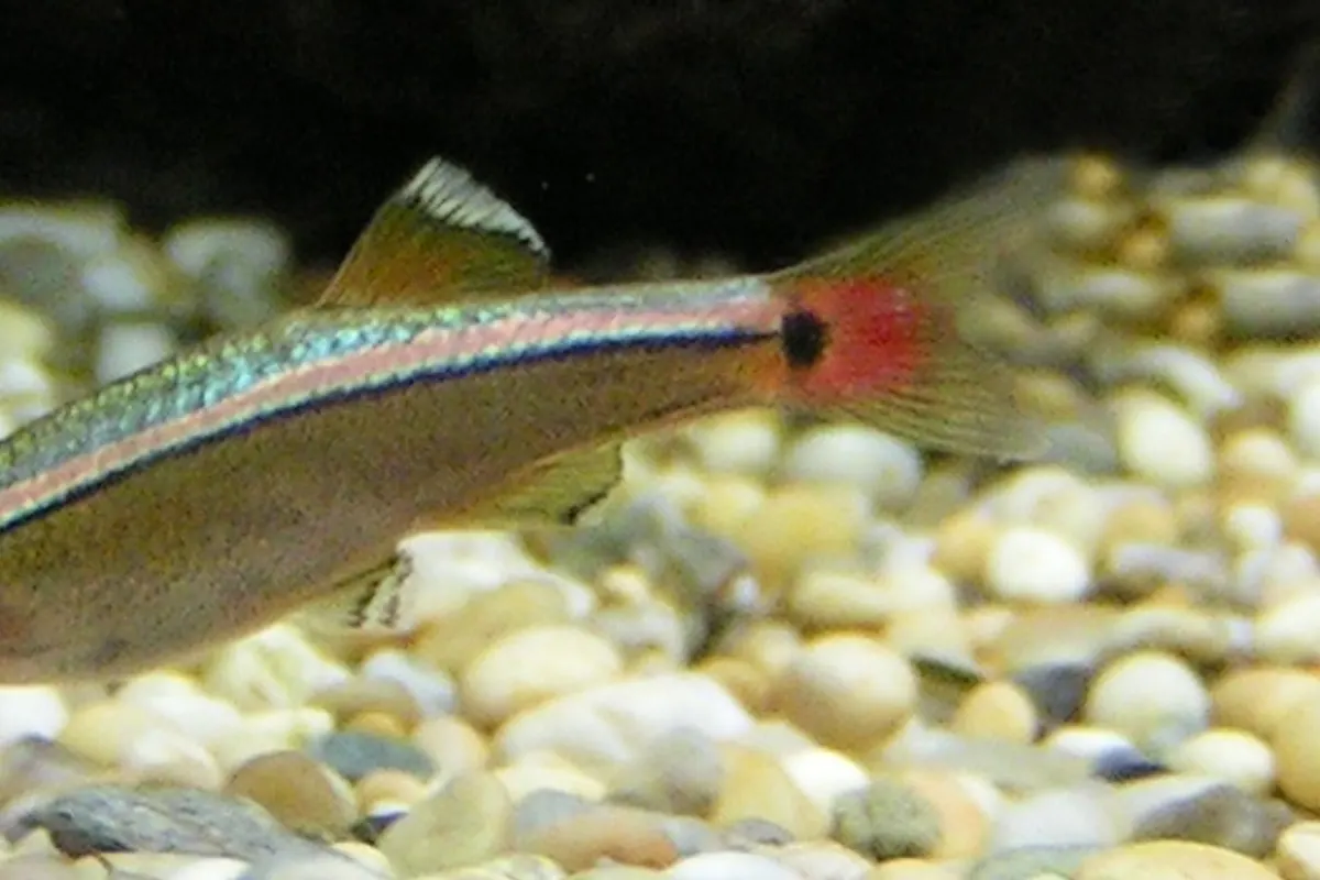 White Cloud Mountain Minnow (Tanichthys albonubes)