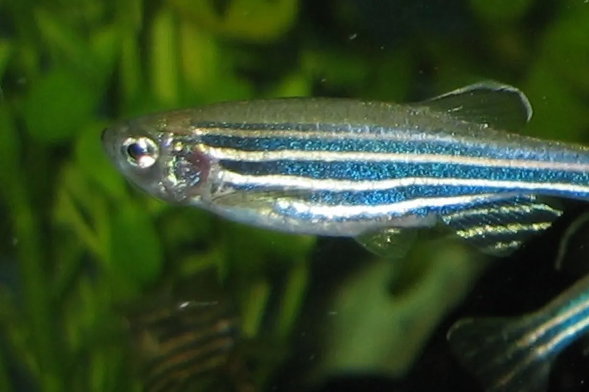 Zebra Danio (Danio rerio)