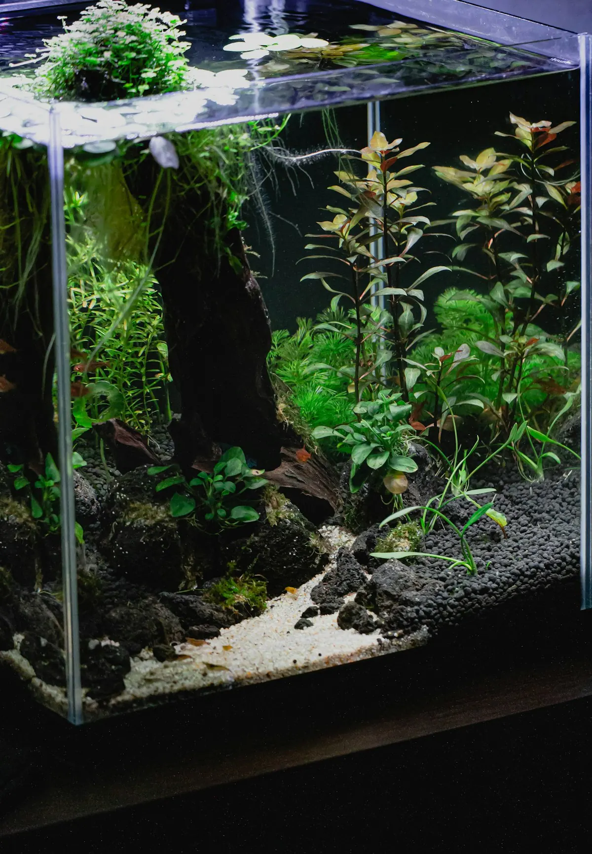 Planted aquarium aquascape where healthy plants outcompete algae