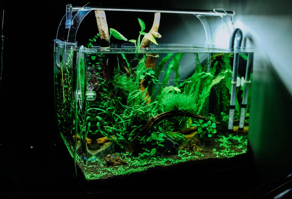 Glass aquarium with green plants under aquarium lighting