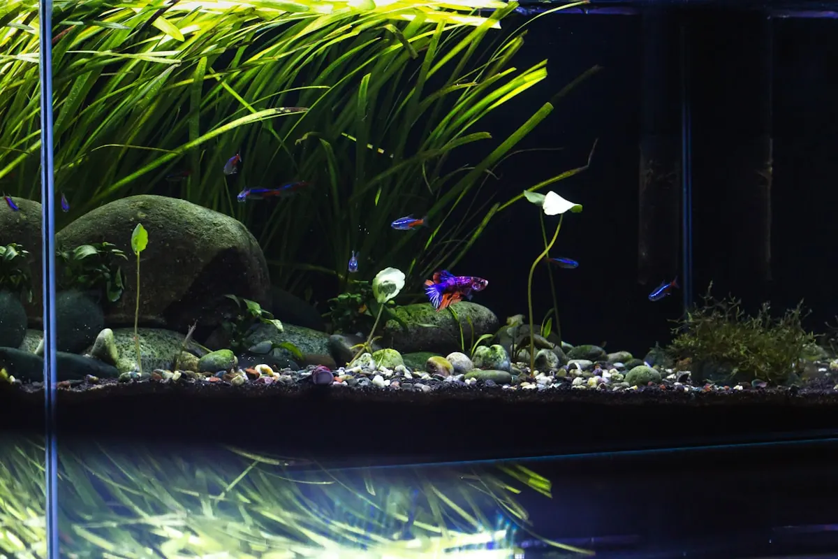 Detailed planted aquascape with rocks and aquatic plants
