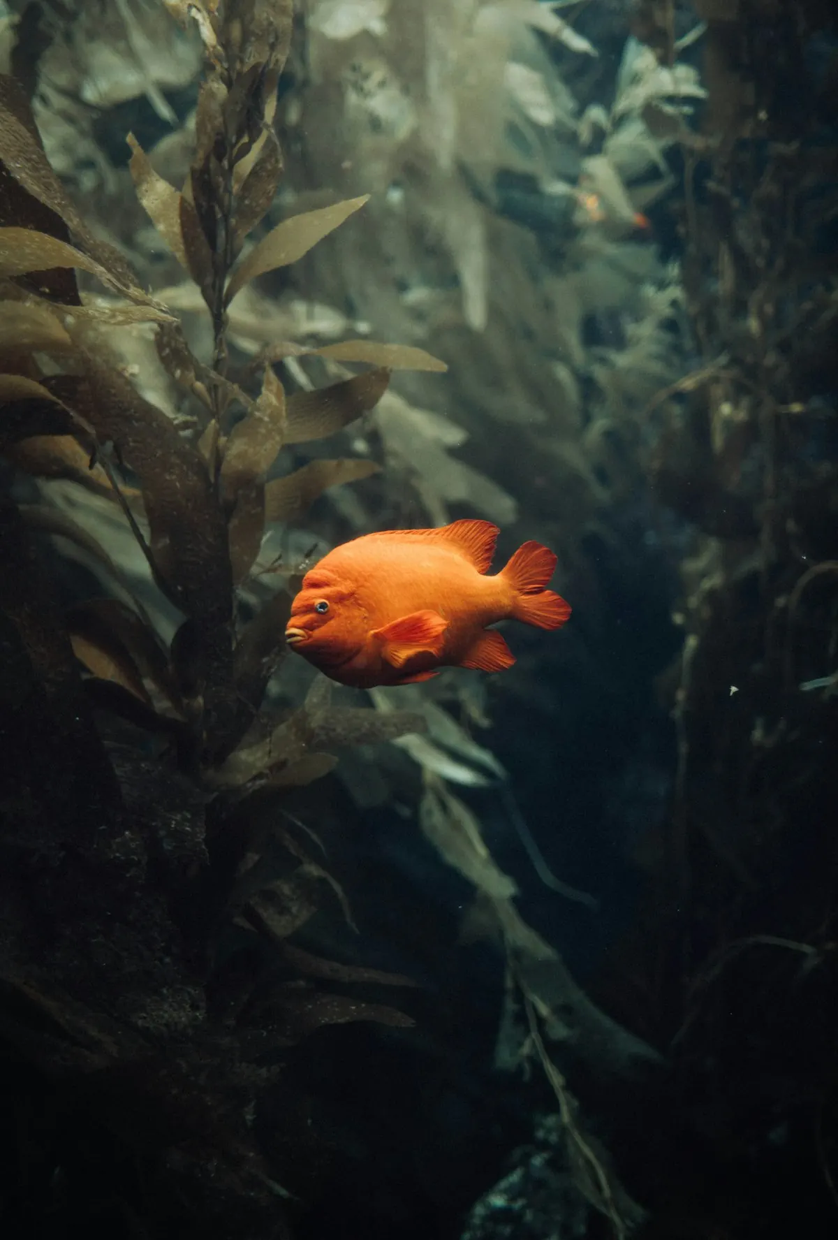 Community aquarium fish swimming among plants