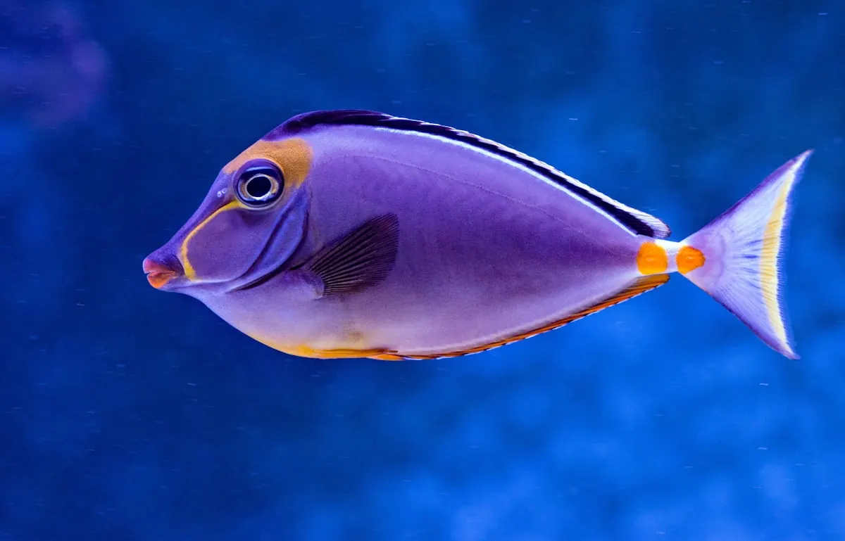 Fish in an aquarium — watch for surface gasping and oxygen issues