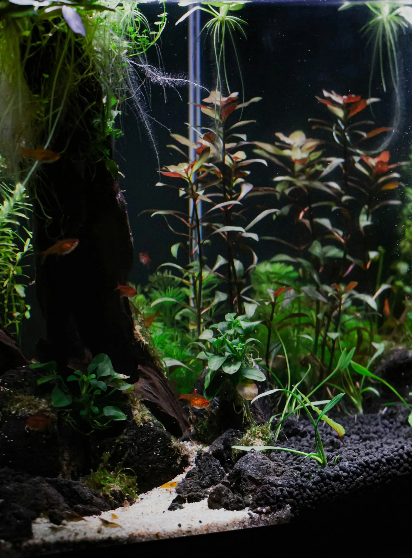 Planted aquarium aquascape filled with water and greenery